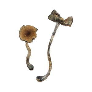 Buy B+ magic mushrooms for sale Denver