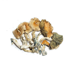 Buy Golden Teacher Mushrooms for sale Denver