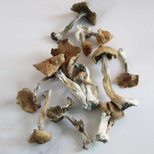 Buy Psilocybe Azurescens Mushroom for sale Denver