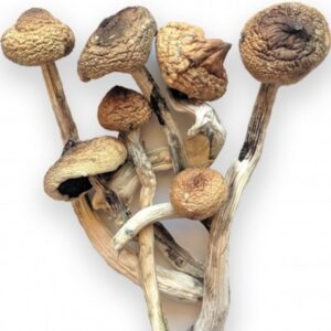 Buy Ecuadorian Mushrooms for sale Denver