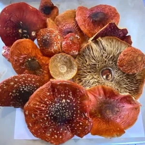 buy Amanita Muscaria mushroom Denver